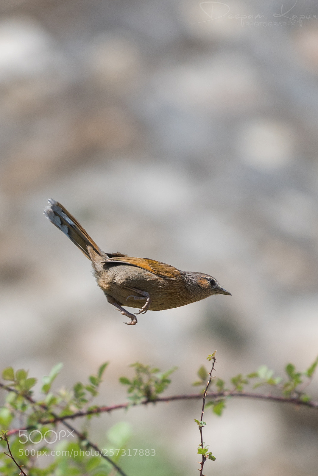 Nikon D810 sample photo. Dayaara trip photography