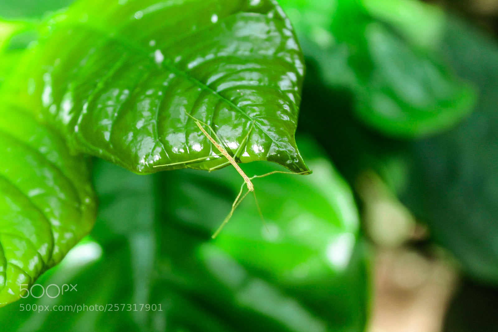 Canon EOS 1100D (EOS Rebel T3 / EOS Kiss X50) sample photo. Insect loves green photography
