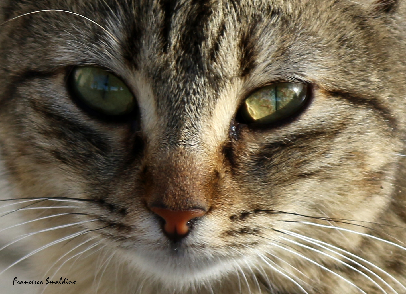Canon EOS 100D (EOS Rebel SL1 / EOS Kiss X7) sample photo. Soriano photography