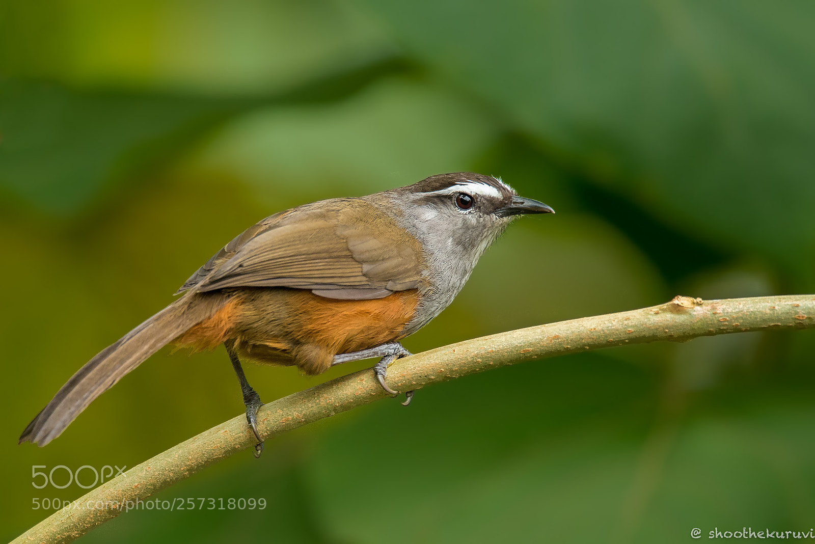 Nikon D750 sample photo. Palani laughing thrush photography