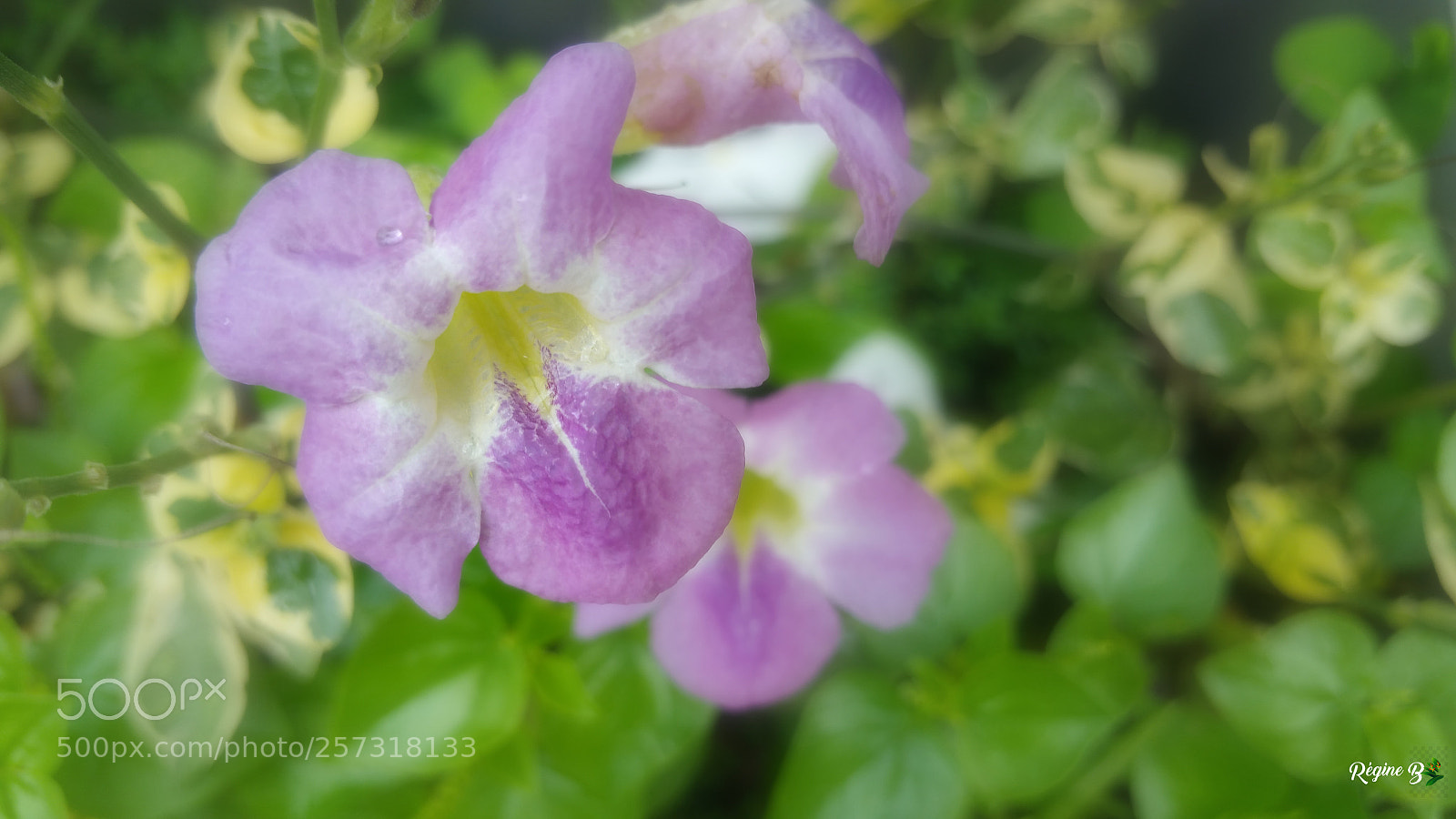 Samsung Galaxy Note4 sample photo. Fragile little flower photography