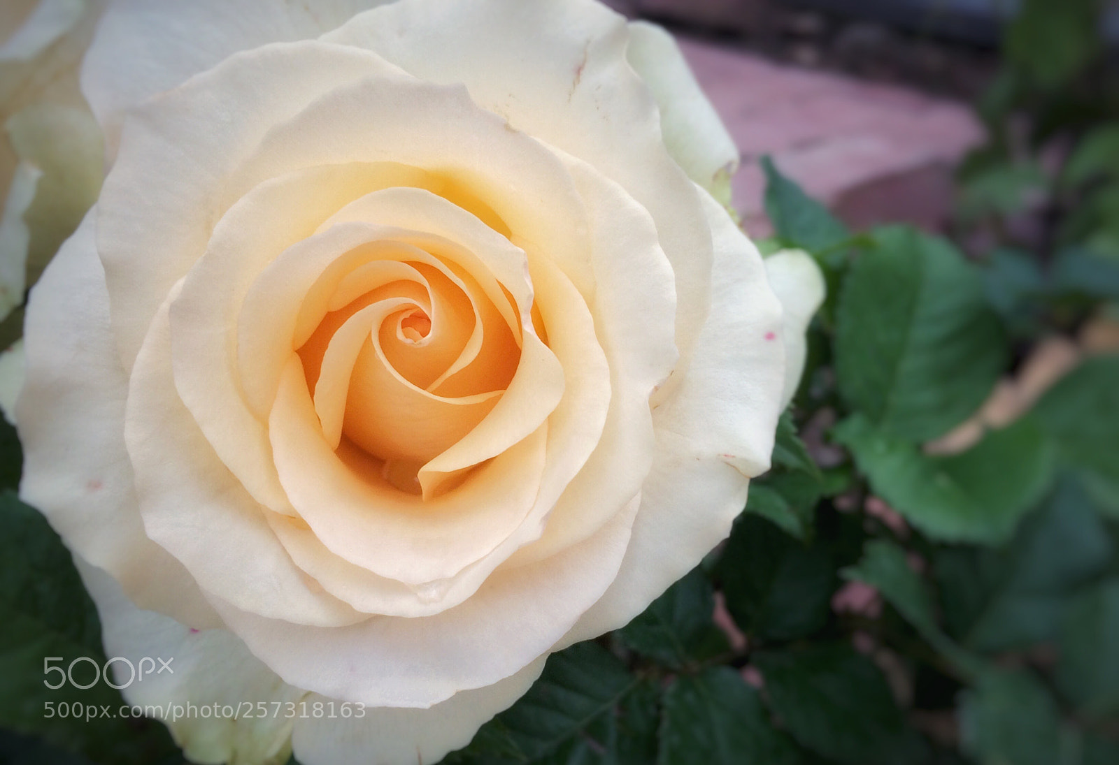 Apple iPhone 5s sample photo. Rose  photography