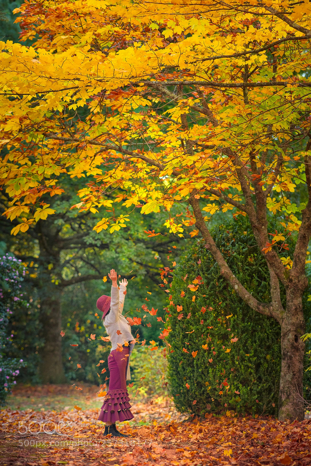 Nikon D850 sample photo. Autumn magic photography