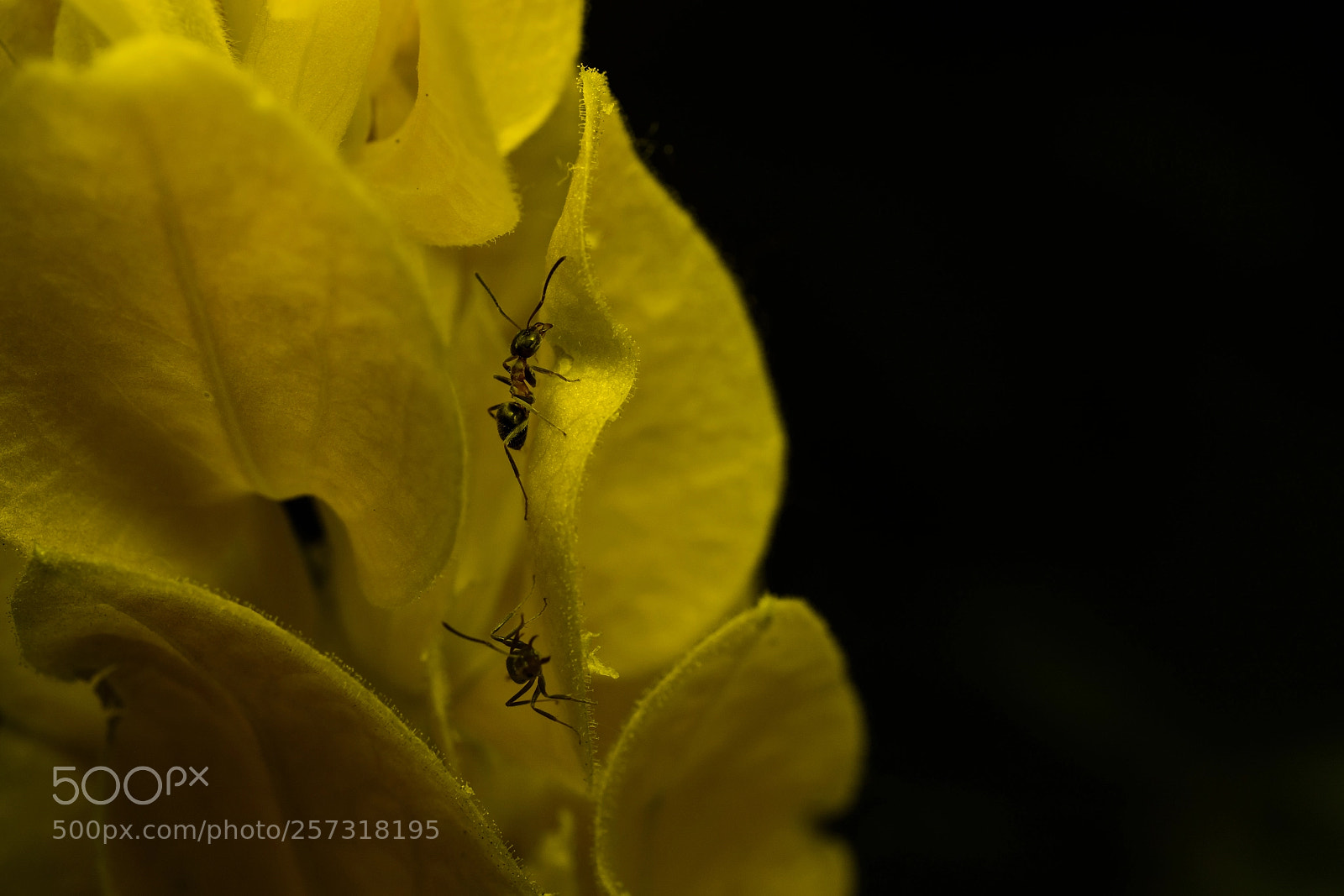 Nikon D7100 sample photo. Ants photography