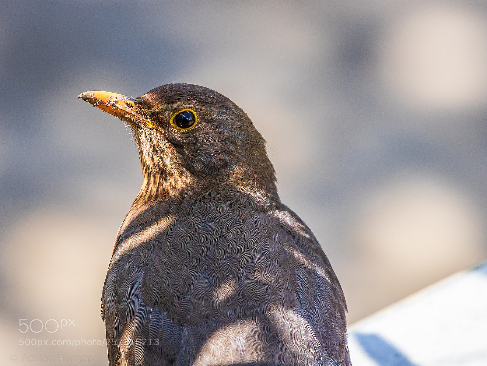 Canon EOS 750D (EOS Rebel T6i / EOS Kiss X8i) sample photo. Blackbird photography