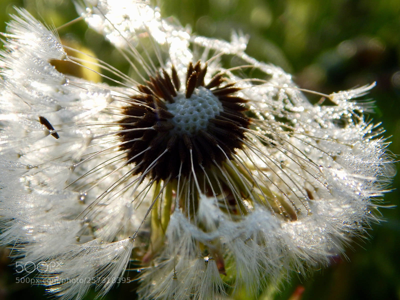Nikon Coolpix L820 sample photo. Morning dew wishes photography