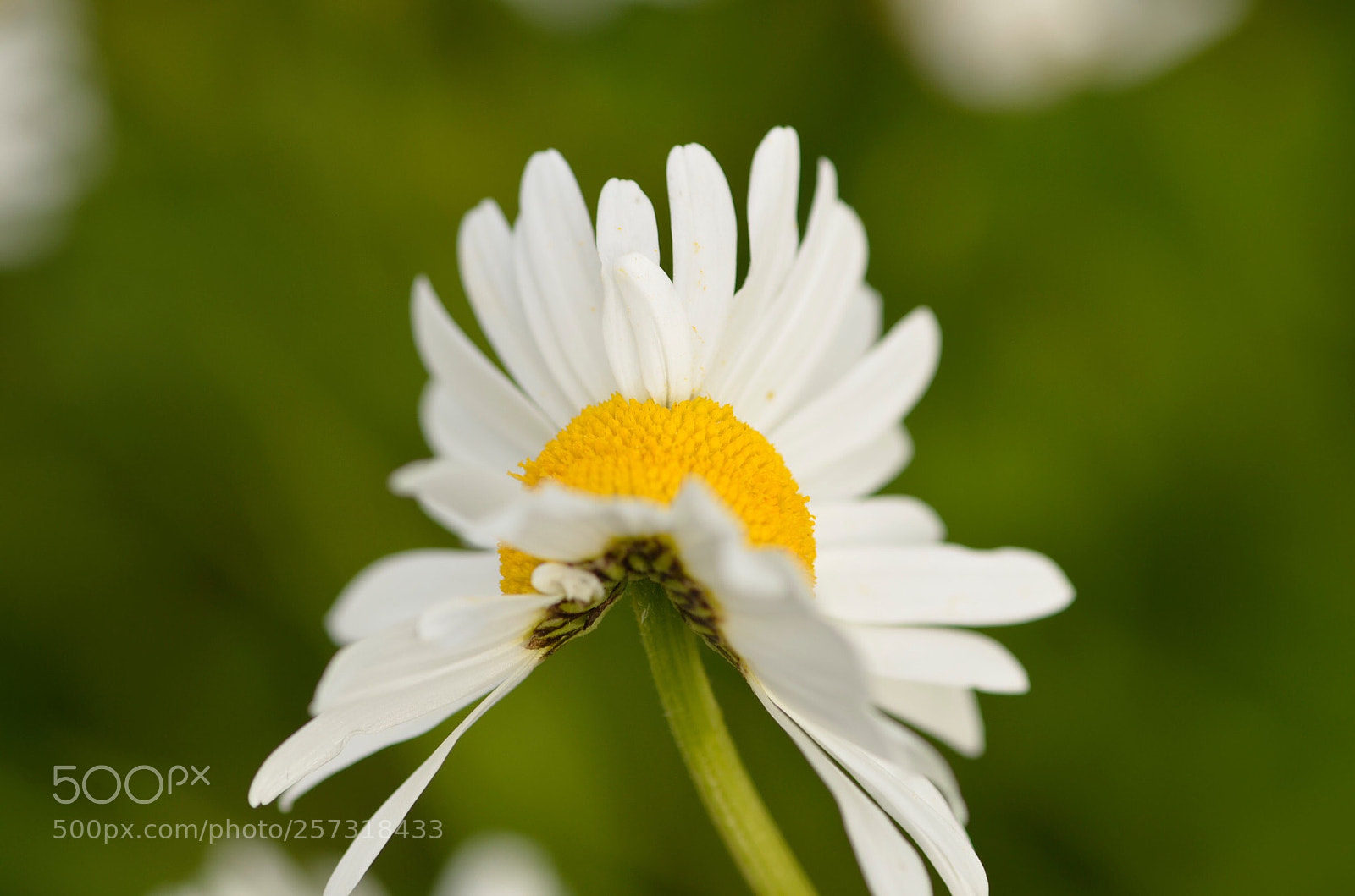 Nikon D7000 sample photo. Untitled photography