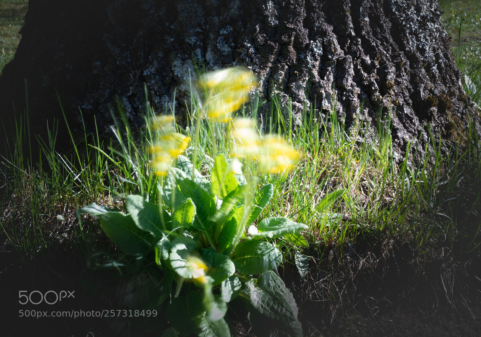 Sony a7R II sample photo. Dsc photography