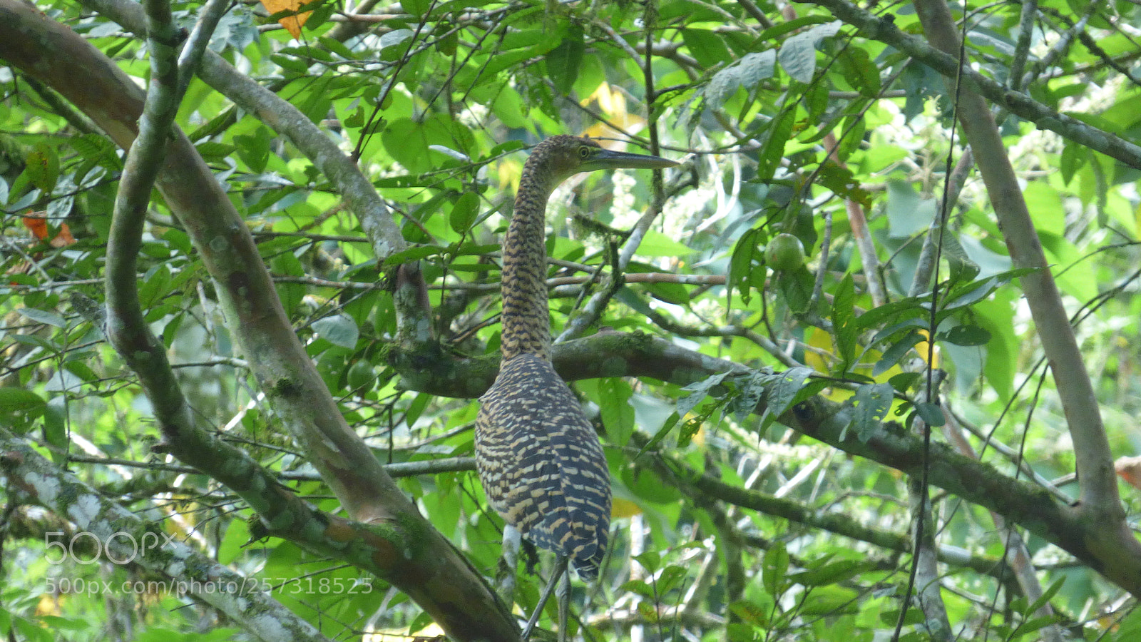 Panasonic Lumix DMC-FZ70 sample photo. La crus de piedades () photography