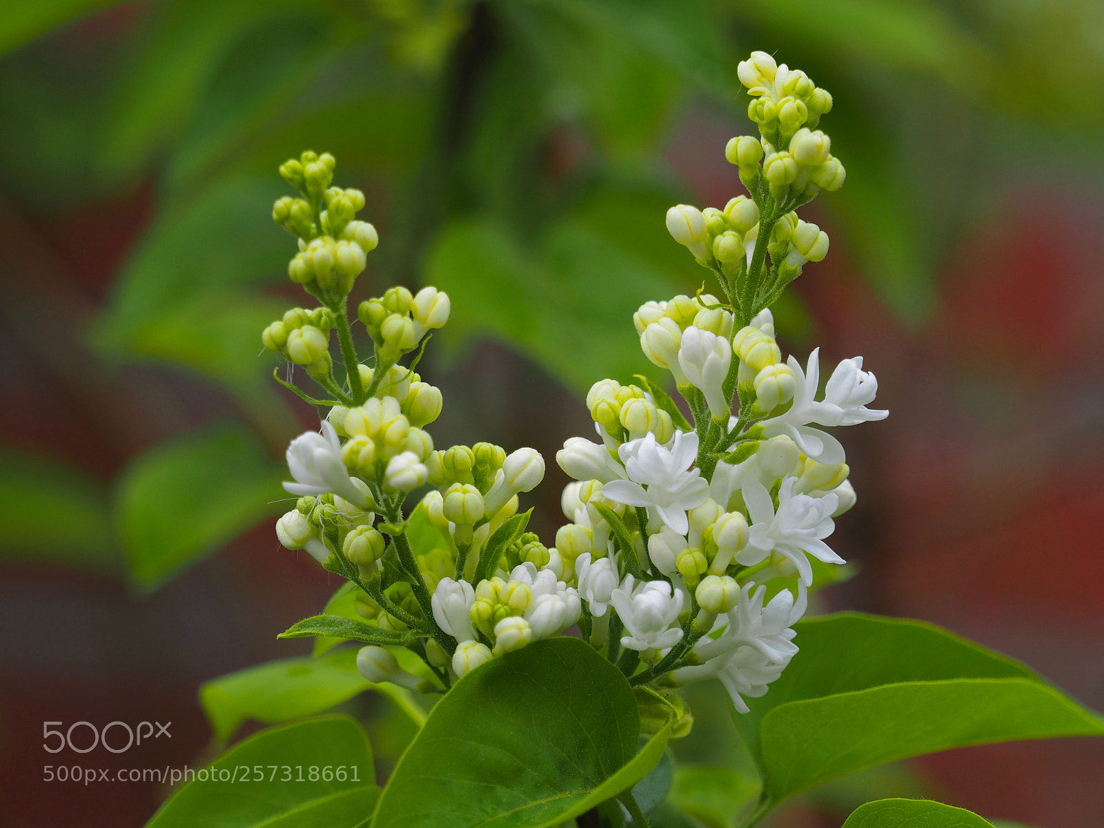 Olympus OM-D E-M1 sample photo. Syringa photography