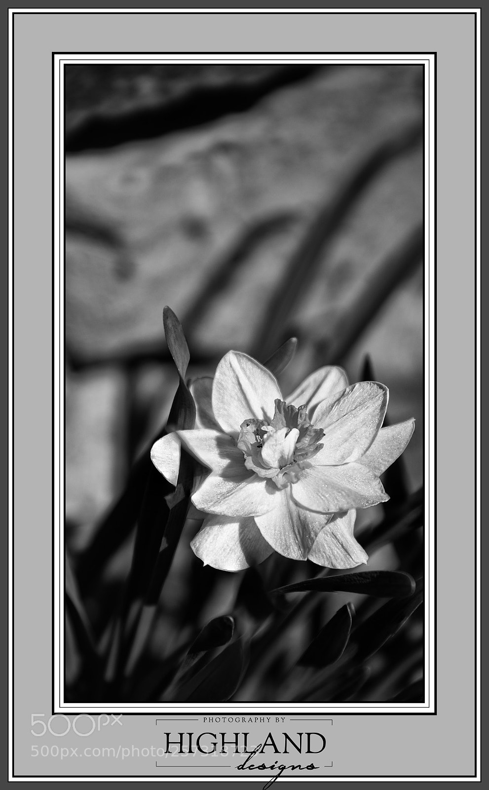 Sony a7 II sample photo. Daffodil in b w photography