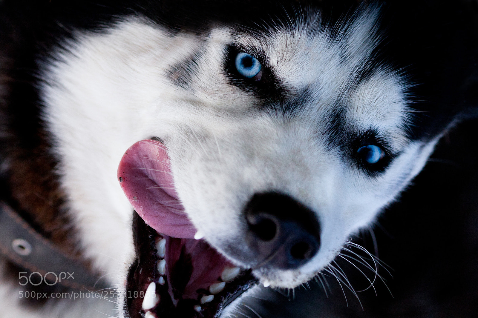 Canon EOS 5D Mark II sample photo. Husky photography