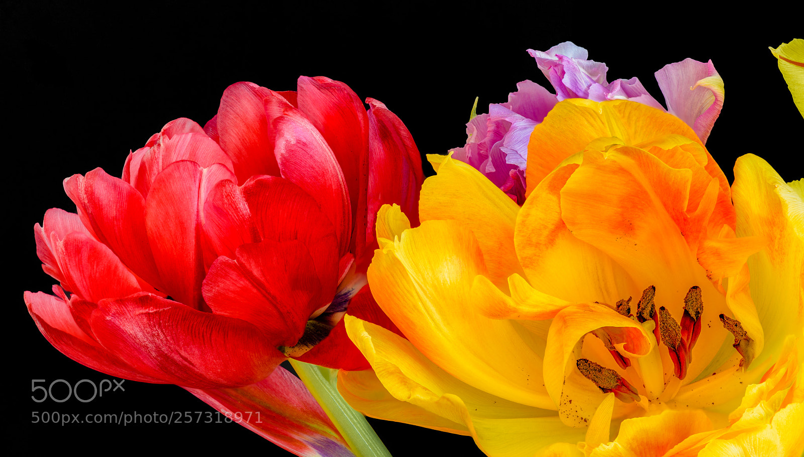 Nikon D810 sample photo. Tulips photography
