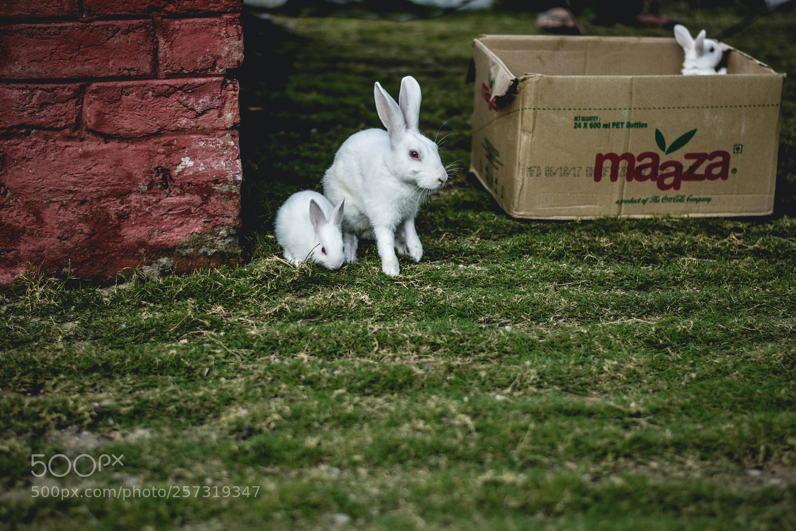 Nikon D5600 sample photo. To give photography
