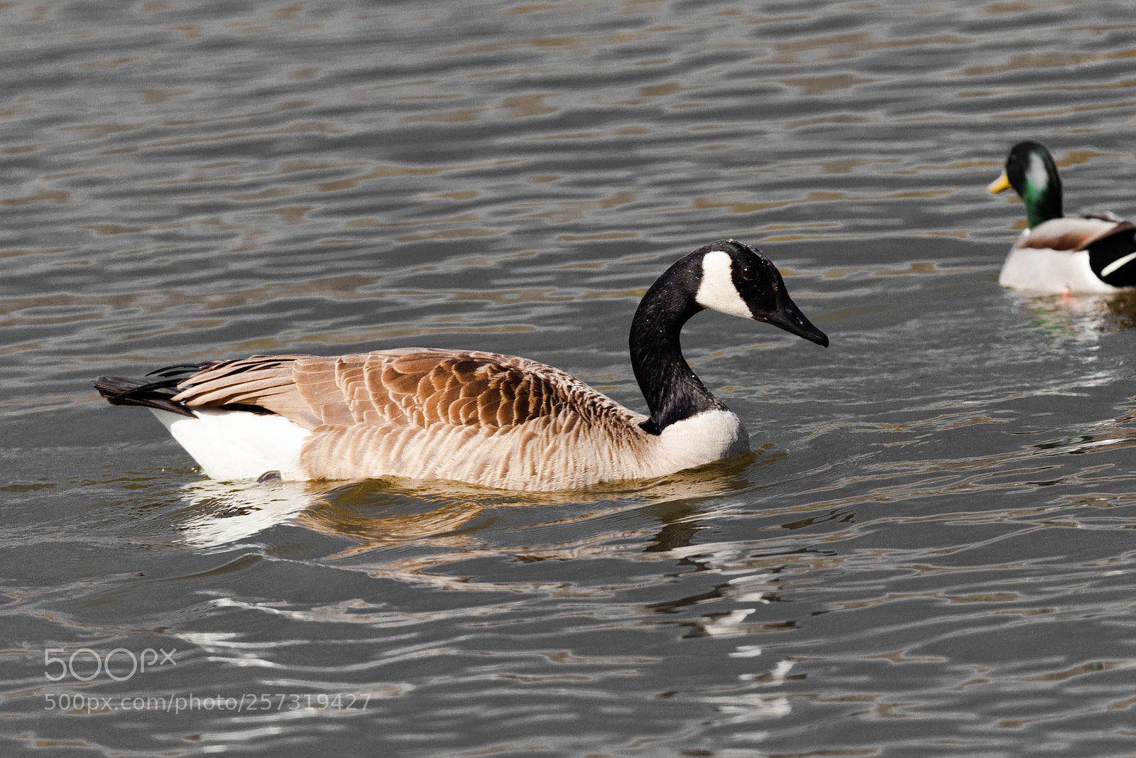 Canon EOS 5D Mark II sample photo. Goose in lake photography