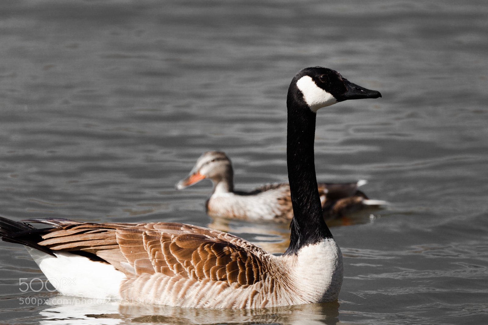 Canon EOS 5D Mark II sample photo. Goose in lake photography