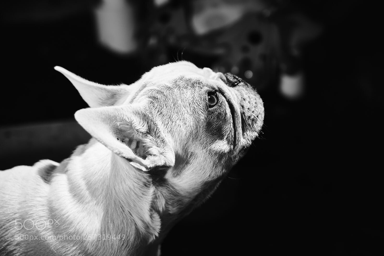 Fujifilm X-T2 sample photo. My best side photography