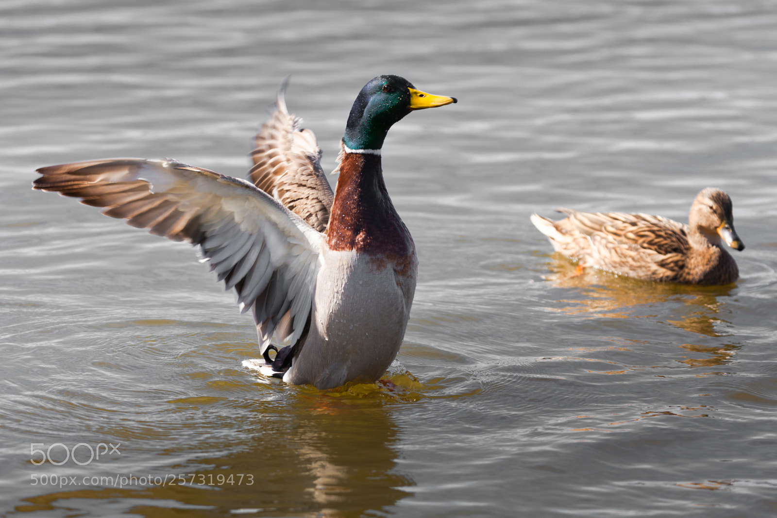 Canon EOS 5D Mark II sample photo. Goose in lake photography