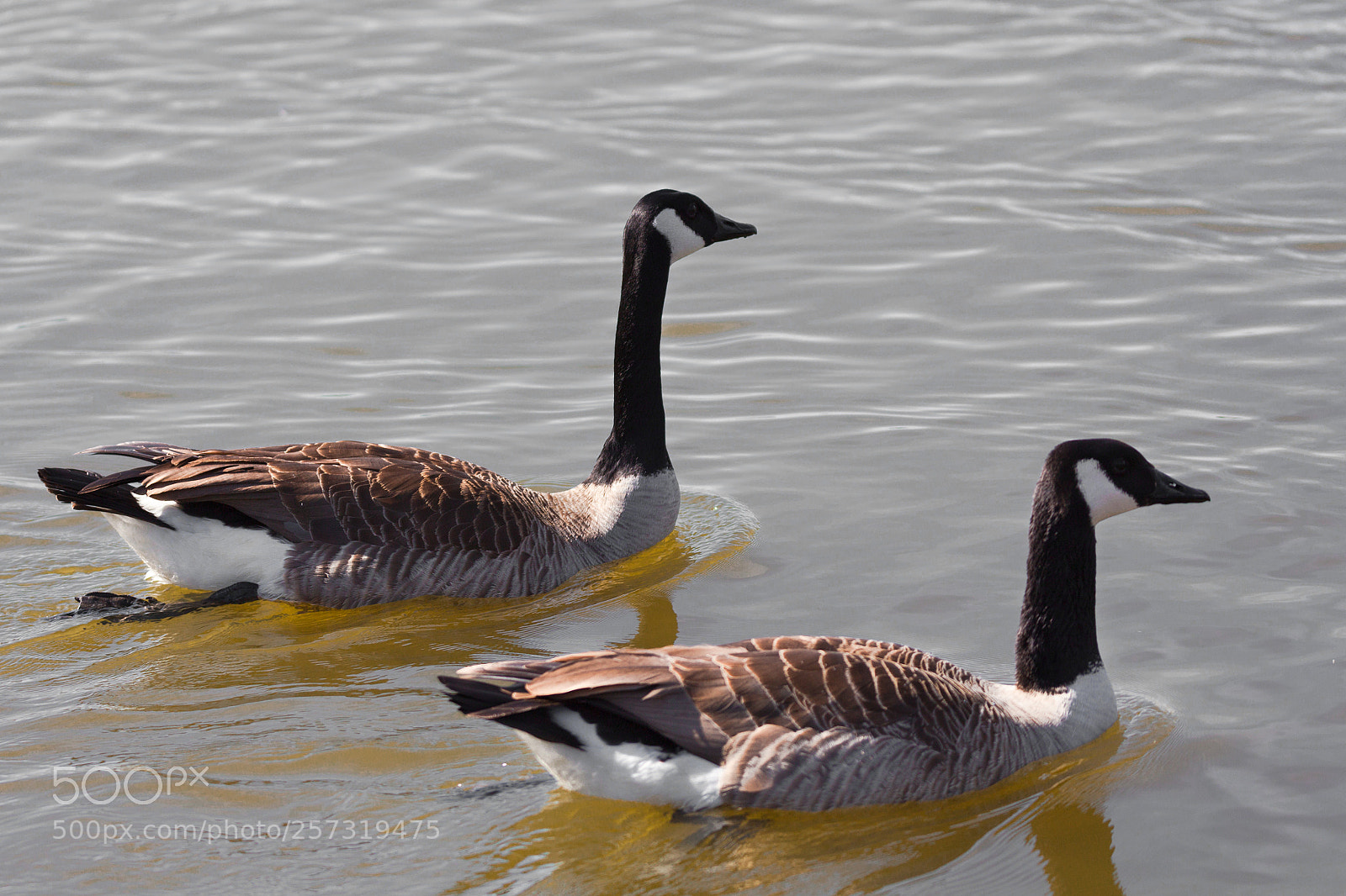 Canon EOS 5D Mark II sample photo. Goose in lake photography