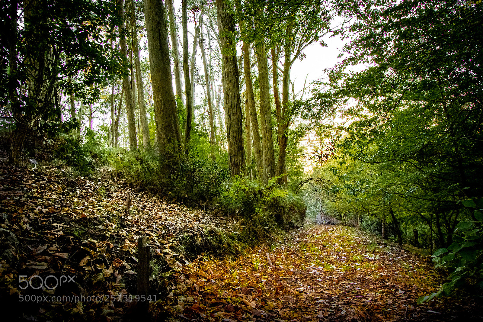 Canon EOS 7D sample photo. Walking alone photography