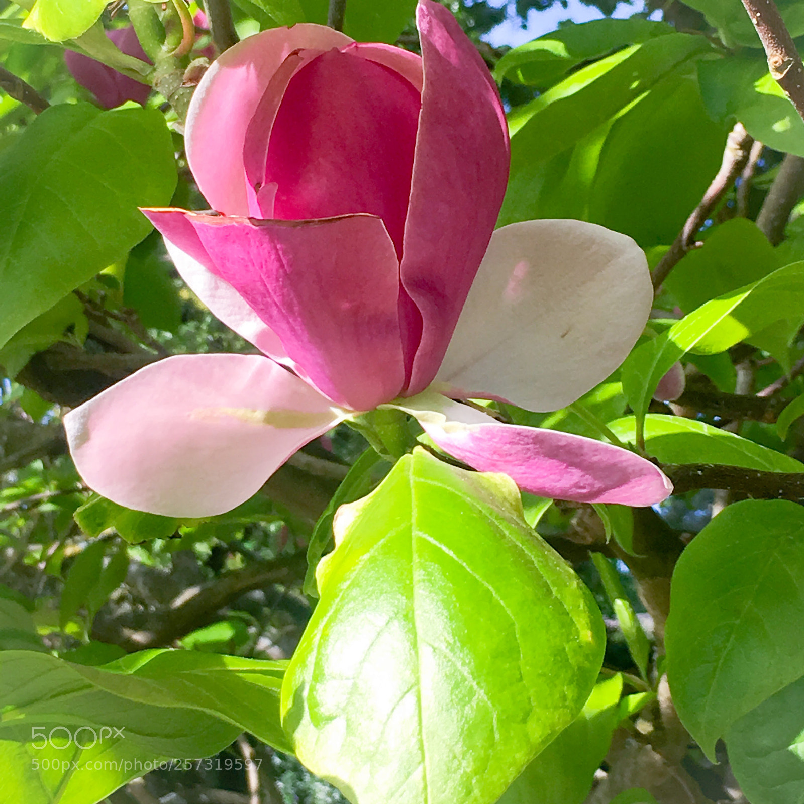 Apple iPhone 6s sample photo. Mays' magnolia  photography