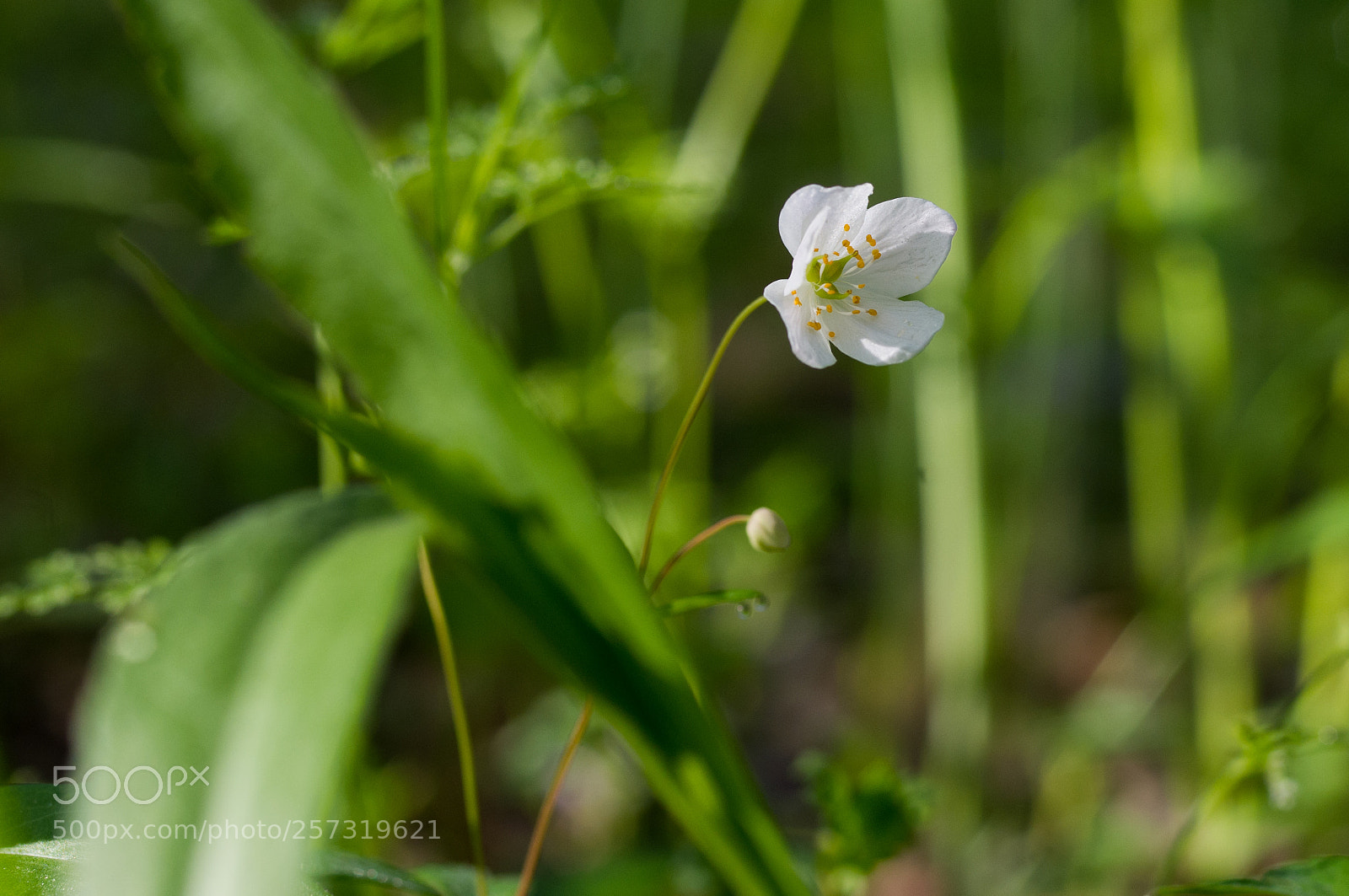 Pentax K-x sample photo. A delicate wildflower photography