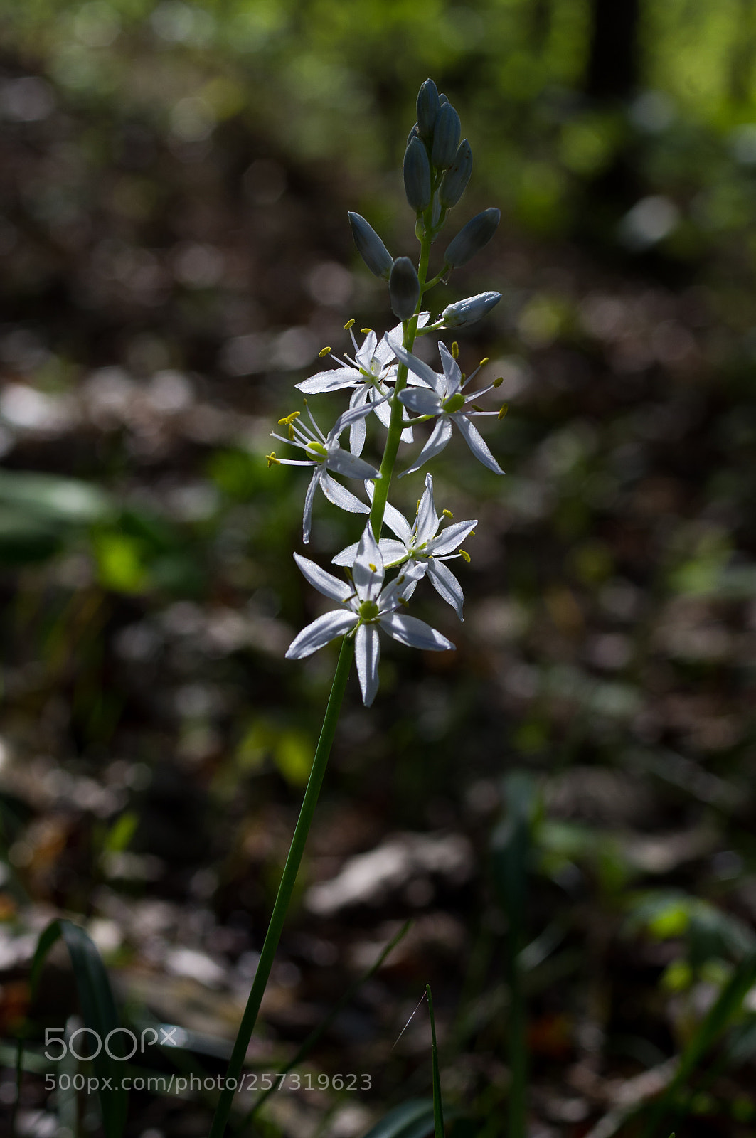 Pentax K-x sample photo. Early spring color photography