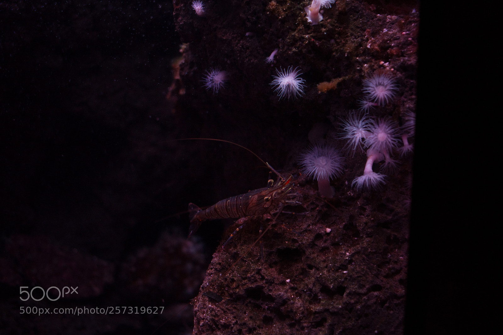 Canon EOS 100D (EOS Rebel SL1 / EOS Kiss X7) sample photo. Shrimp photography