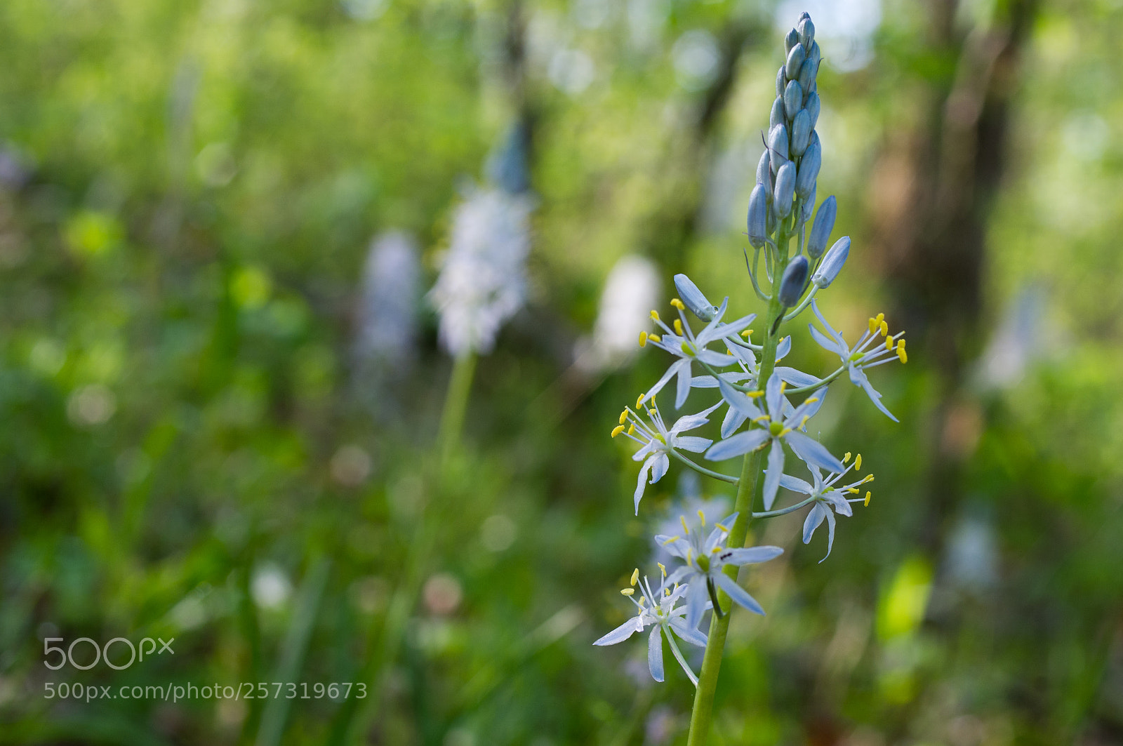 Pentax K-x sample photo. Color in the woodlands photography