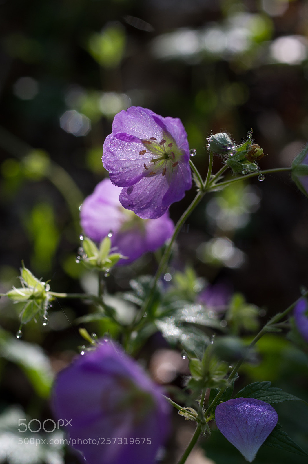 Pentax K-x sample photo. Wild geraniums photography