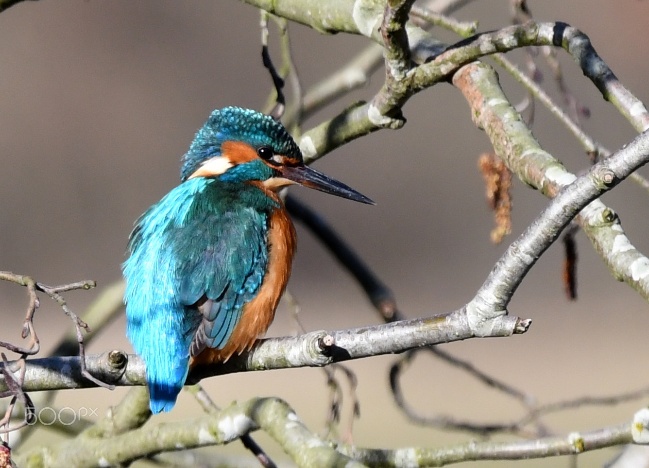 Nikon D500 sample photo. Kingfisher  (alcedo atthis) photography