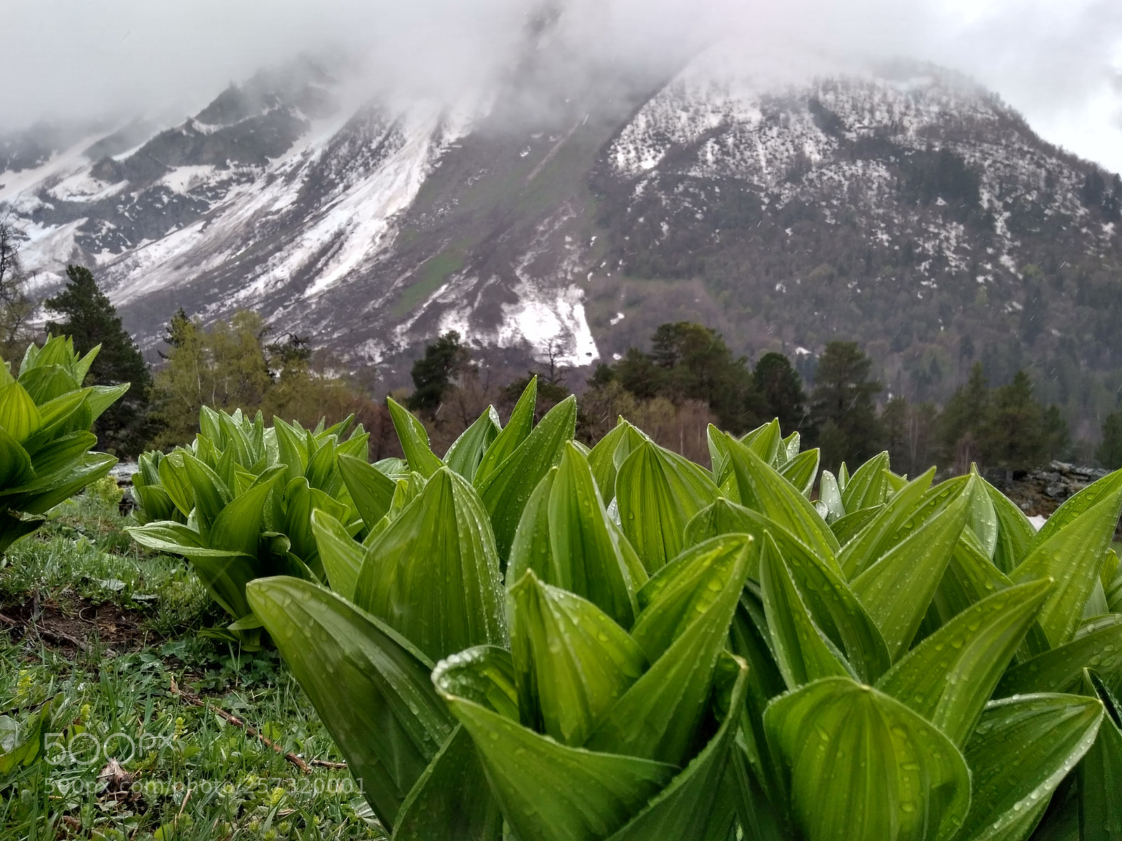 Xiaomi Redmi 4 Pro sample photo. Arhiz sofia mountain photography