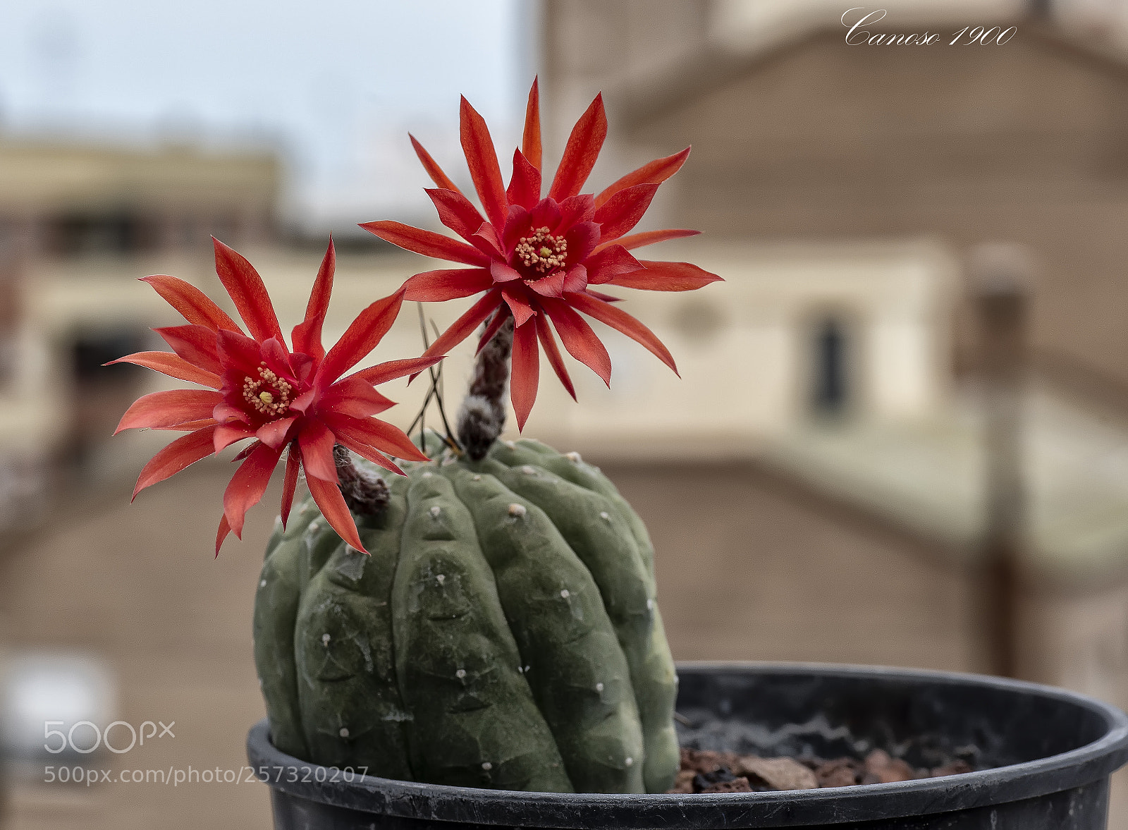 Nikon D810 sample photo. Flor cactus primevera 2018 photography