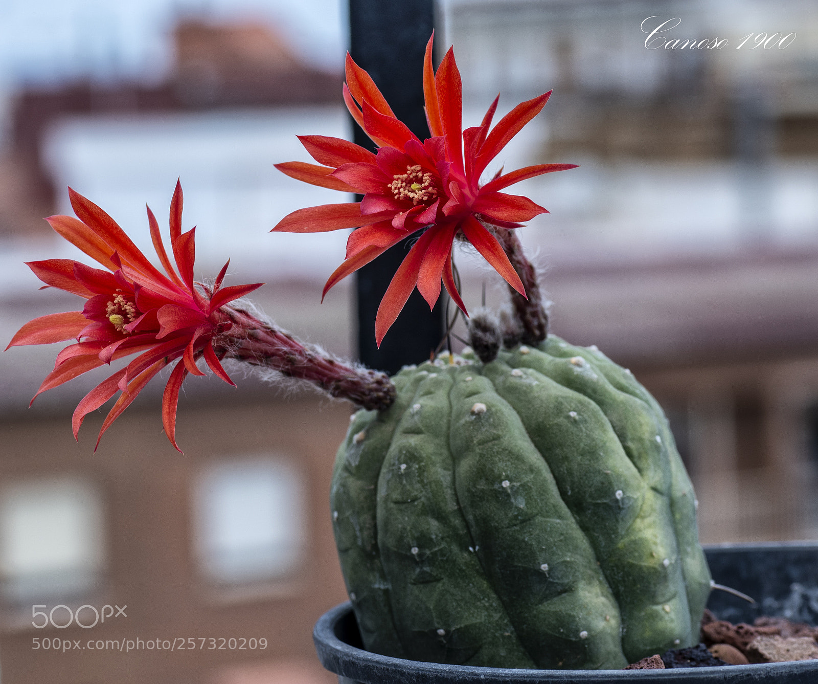 Nikon D810 sample photo. Flor cactus primevera 2018 photography