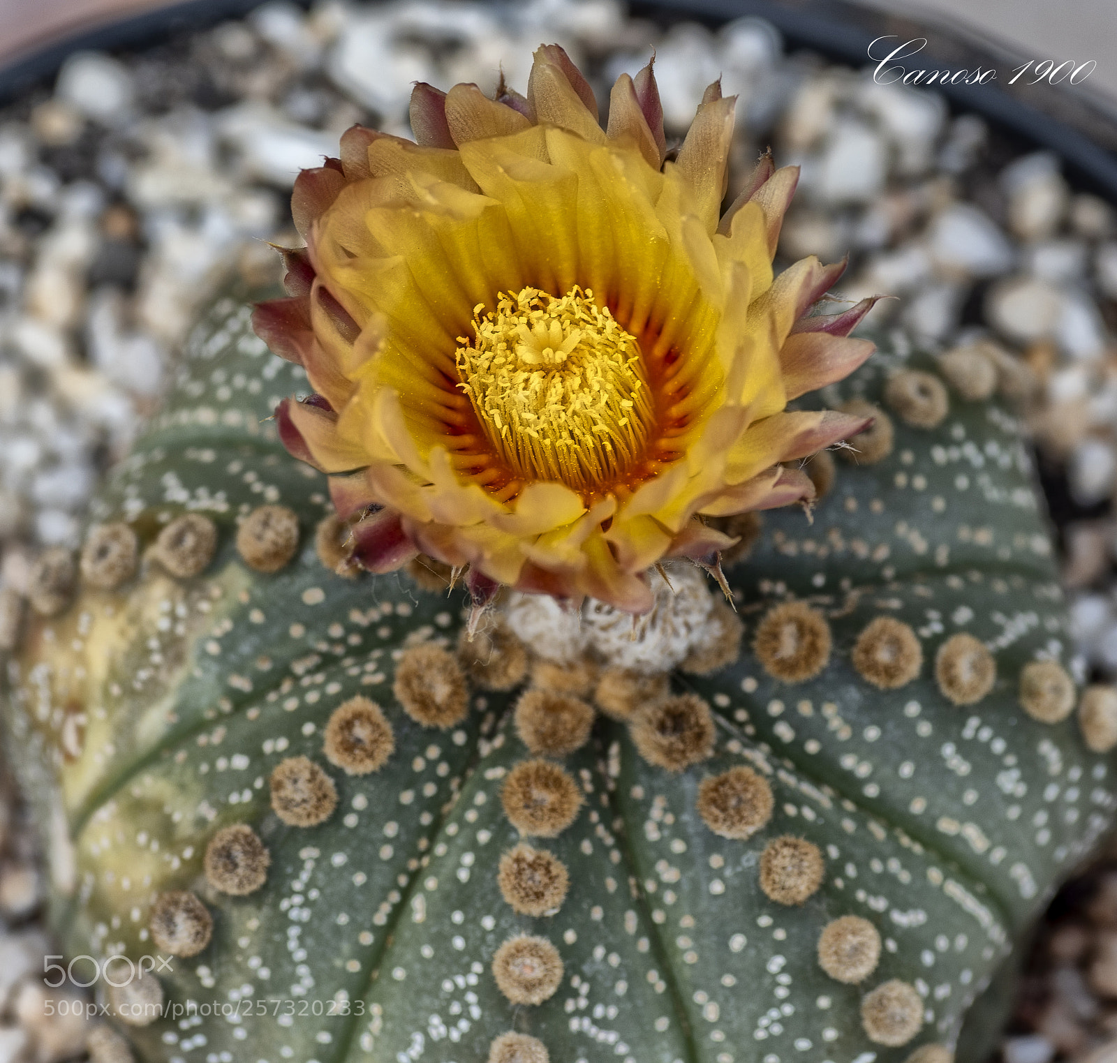 Nikon D810 sample photo. Flor cactus primevera 2018 photography