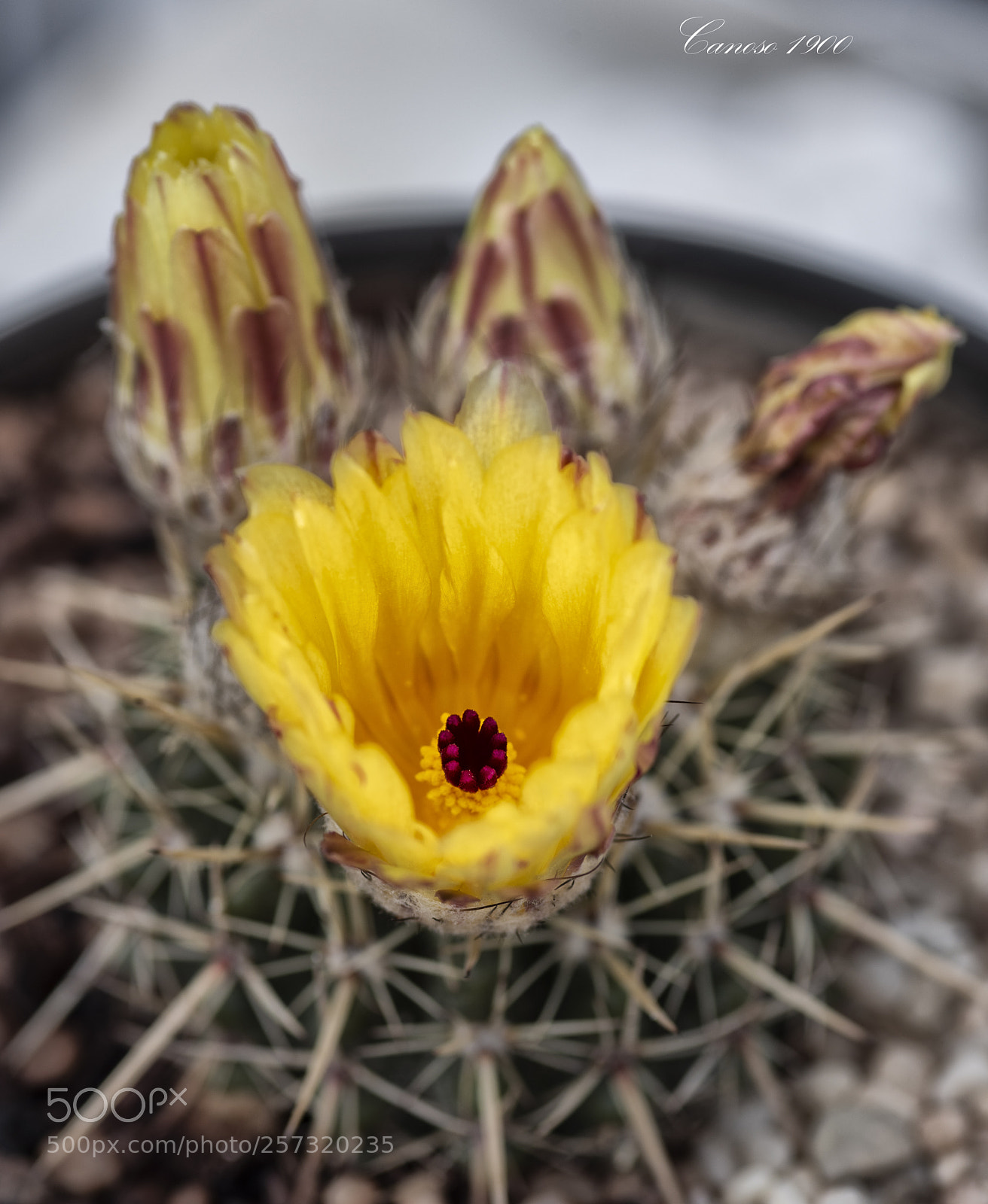 Nikon D810 sample photo. Flor cactus primevera 2018 photography