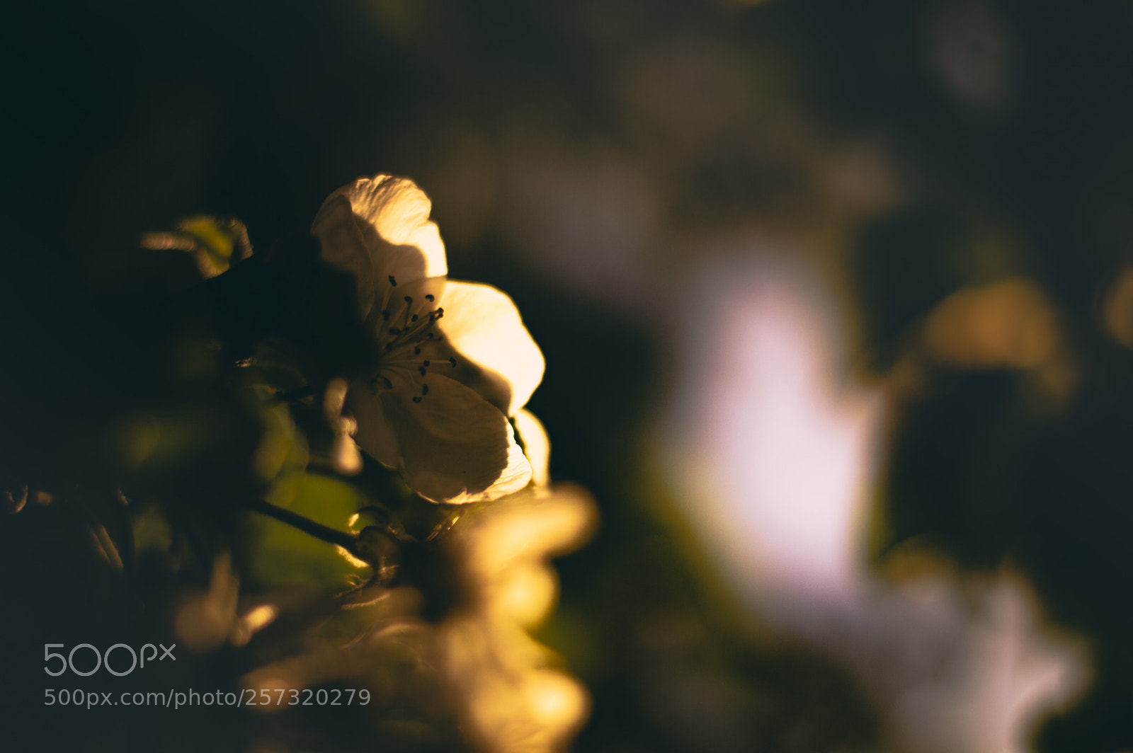 Nikon D3200 sample photo. Flower 1 photography