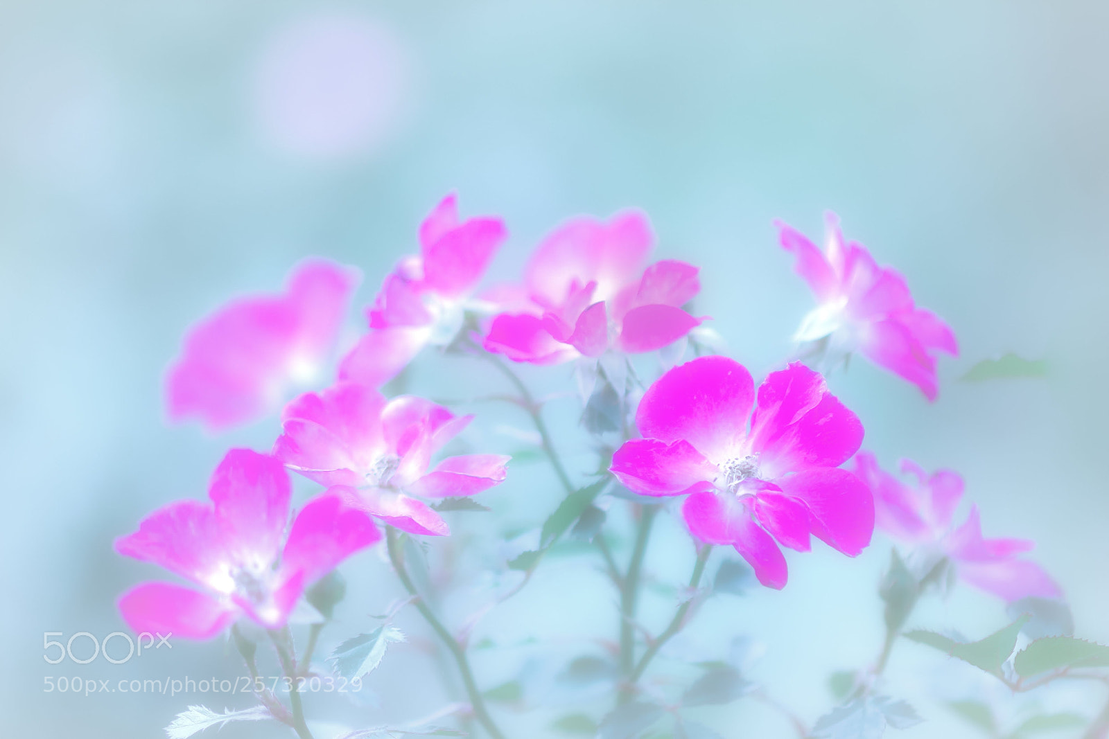 Canon EOS 60D sample photo. Rose photography