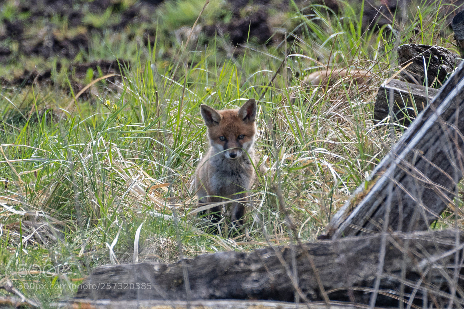 Nikon D500 sample photo. Foxy puppy photography