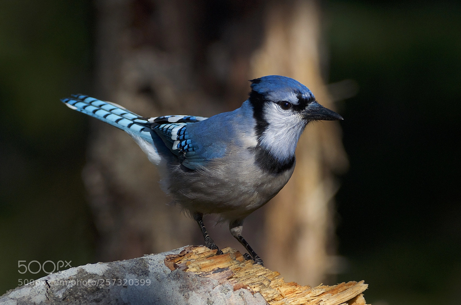 Nikon D7000 sample photo. Blue jay photography