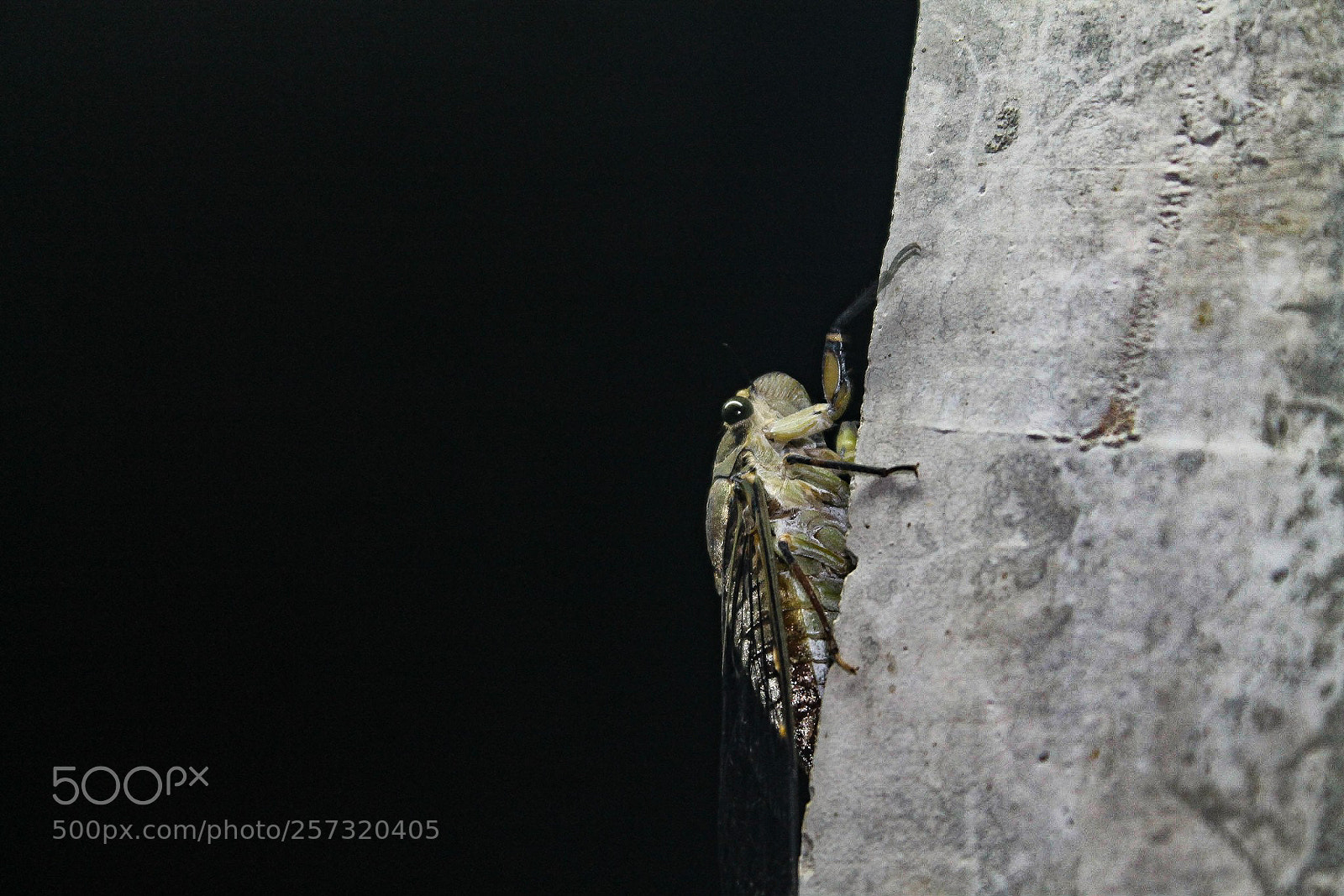 Canon EOS 1100D (EOS Rebel T3 / EOS Kiss X50) sample photo. Cicada 1 photography