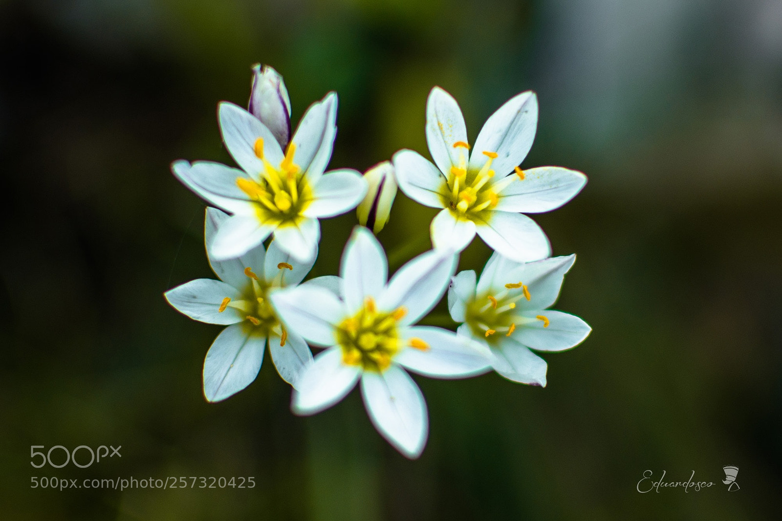 Nikon D7100 sample photo. White photography