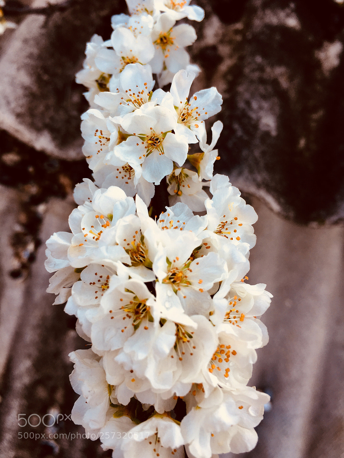 Apple iPhone 6s sample photo. Inflorescence of the plum photography