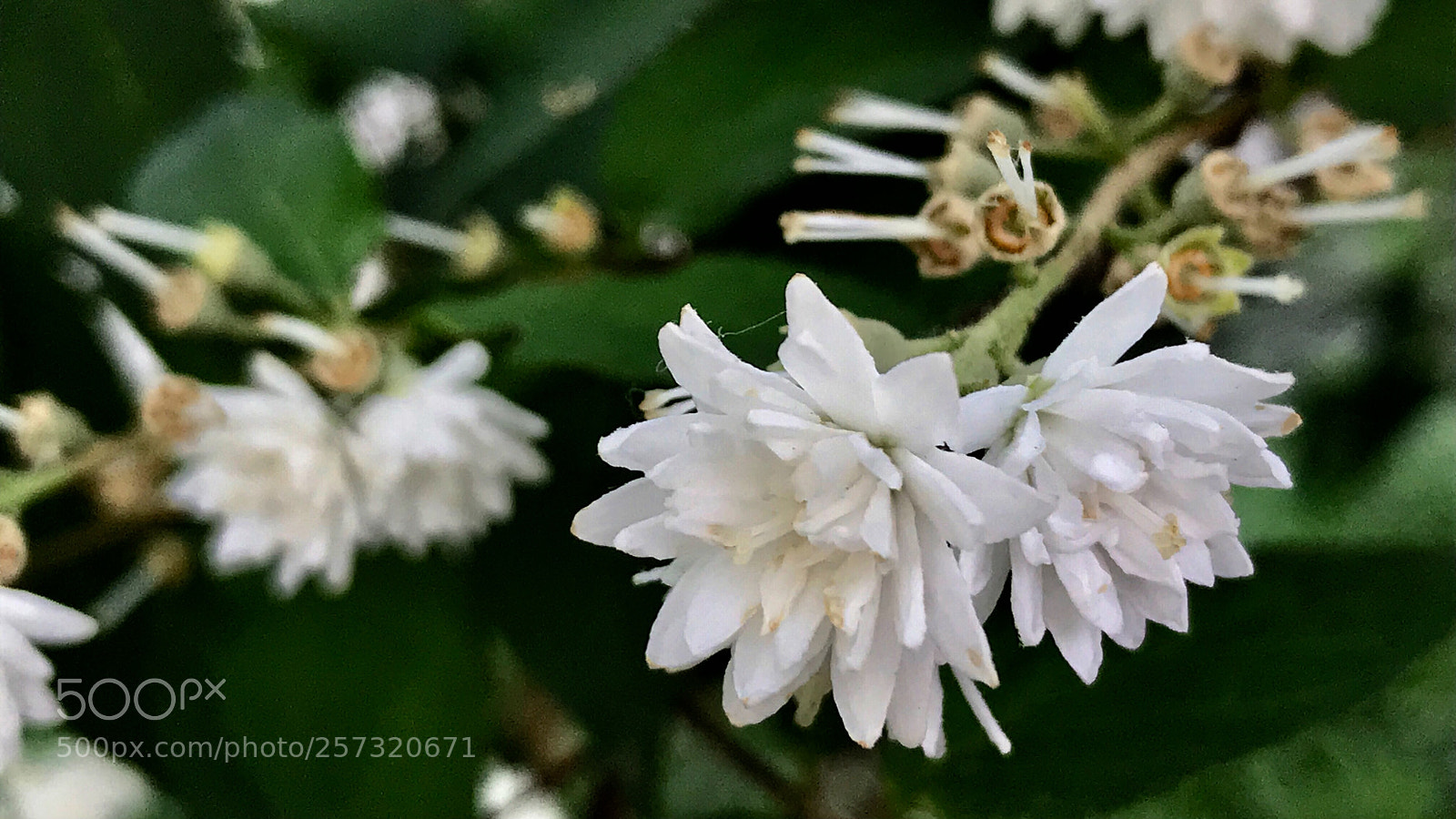 Apple iPhone 7 sample photo. Scabrous deutzia 溲疏 photography