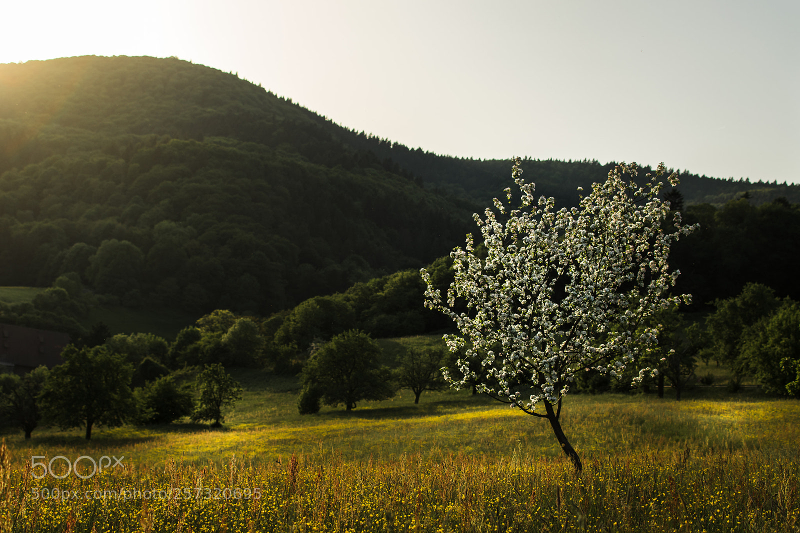 Nikon D5500 sample photo. Late spring sunset photography