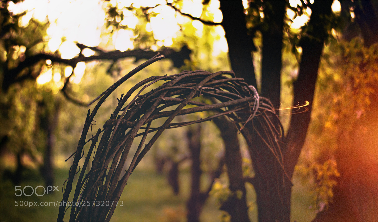 Nikon D3200 sample photo. Flower 2 photography