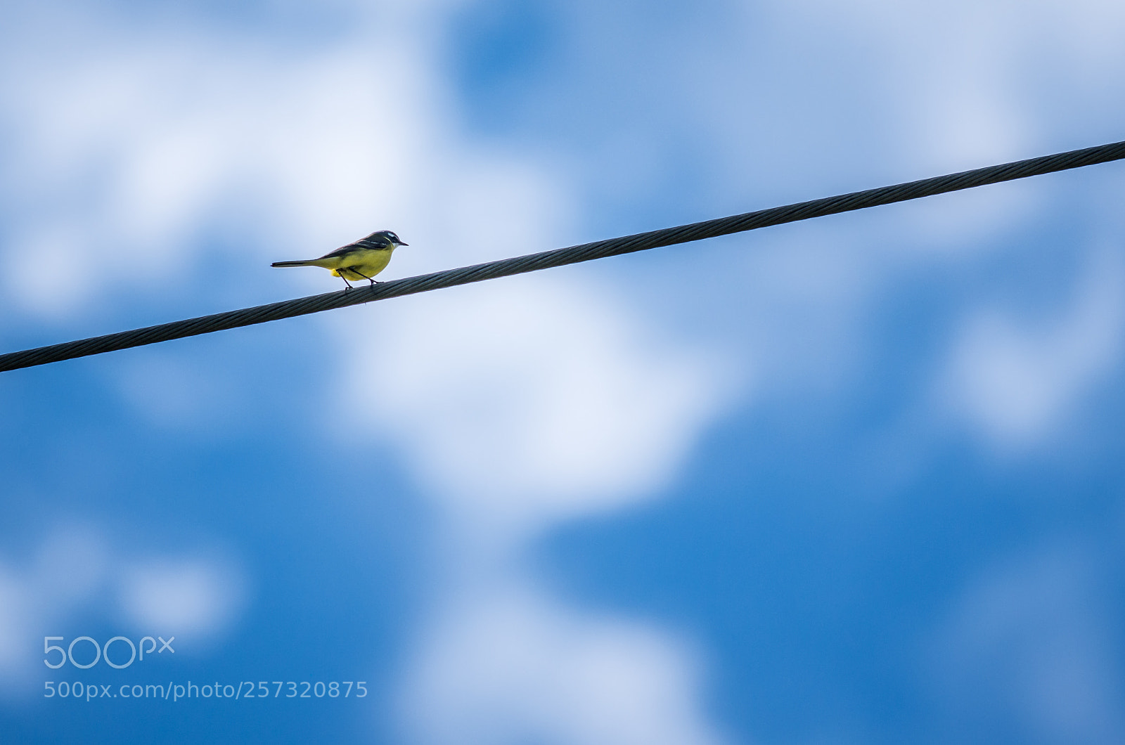 Pentax K-5 II sample photo. Bergeronnette printani re motacilla photography