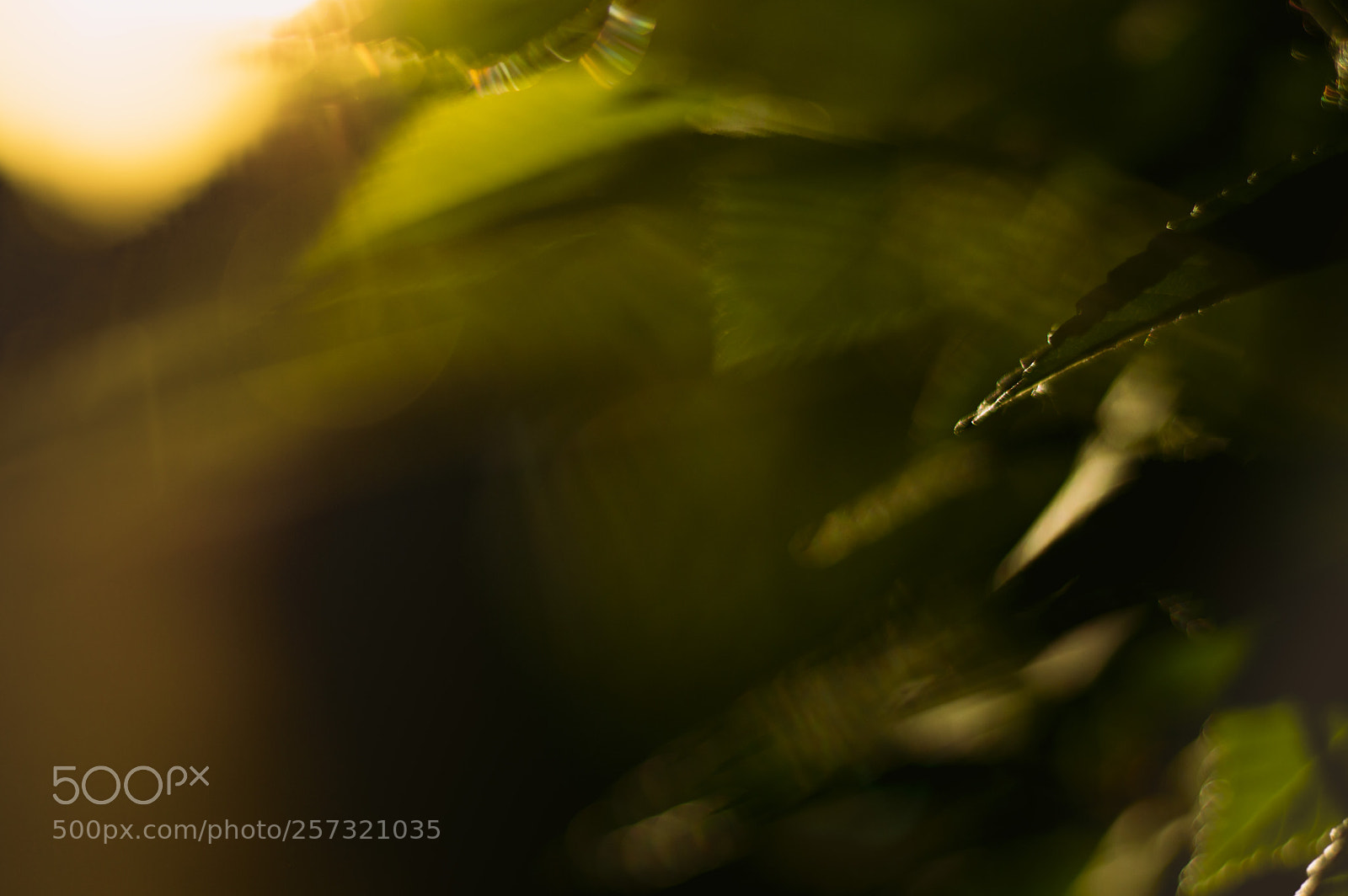 Nikon D3200 sample photo. Flower 3 lipton photography