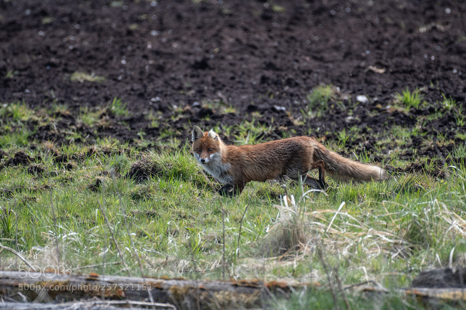Nikon D500 sample photo. Fox, female called 'half photography