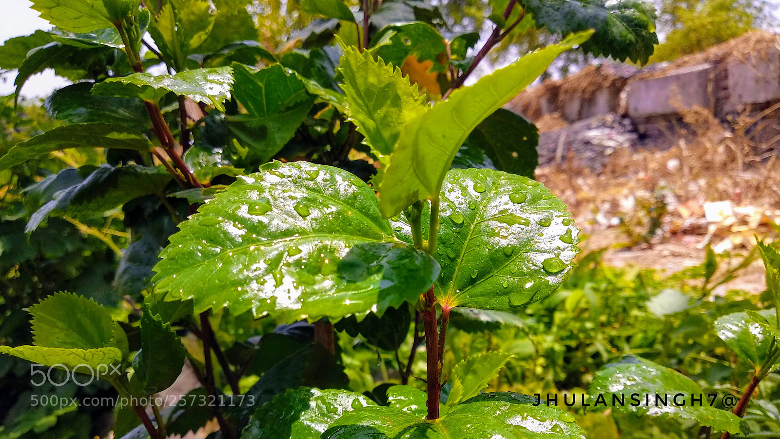 Xiaomi Mi A1 sample photo. Untitled photography